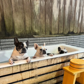 白栗3ブル兄弟の画像