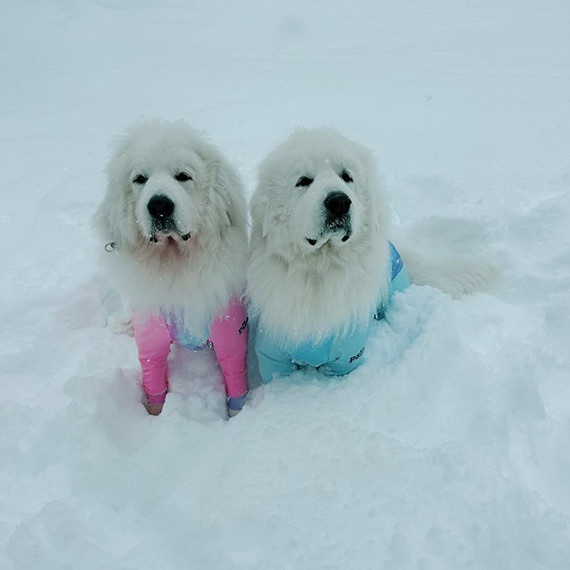 パリンちゃん&リボンちゃんの画像