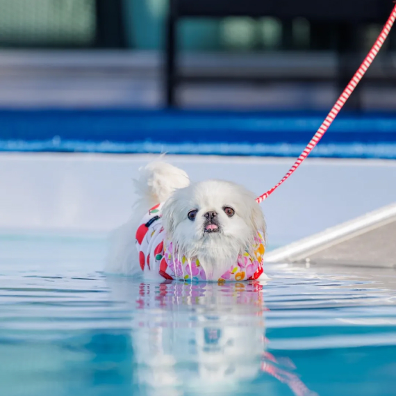 ぺーぺちゃんの画像