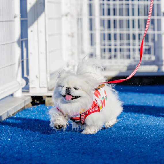 ぺーぺちゃんの画像