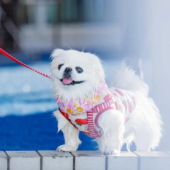 ぺーぺちゃんの画像