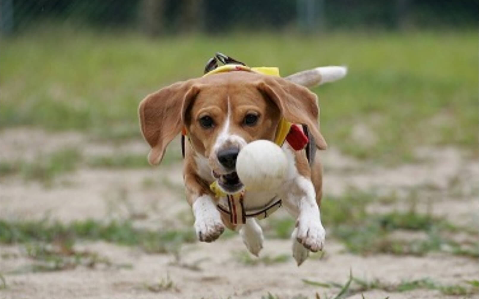 八ヶ岳わんわんパラダイスコテージ