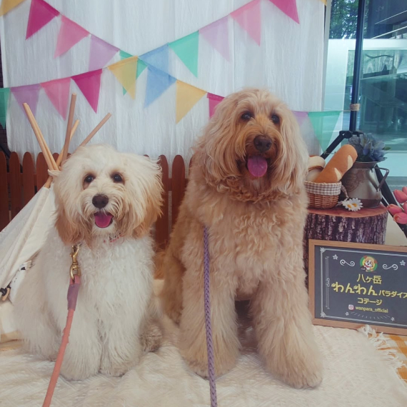 ルーナちゃん＆リリーちゃんの画像