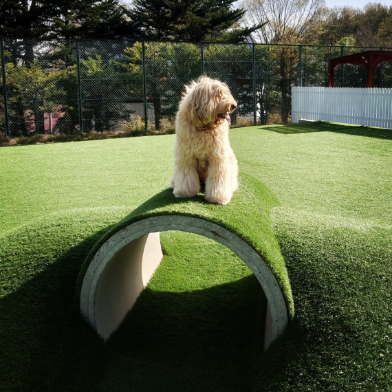 ルーナちゃん＆リリーちゃんの画像