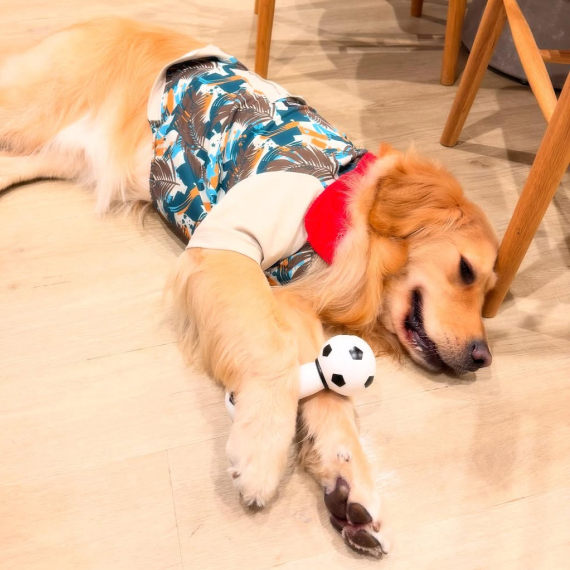 モグちゃんの画像